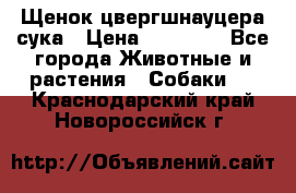 Щенок цвергшнауцера сука › Цена ­ 25 000 - Все города Животные и растения » Собаки   . Краснодарский край,Новороссийск г.